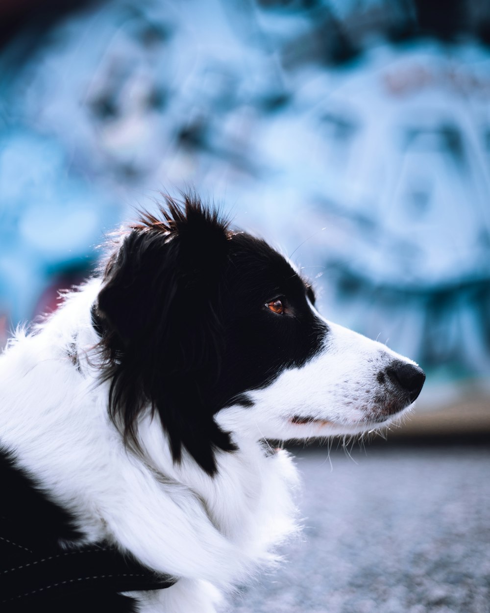 black and white border collie