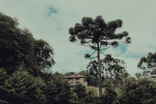 green trees near brown building in Curitiba Brasil