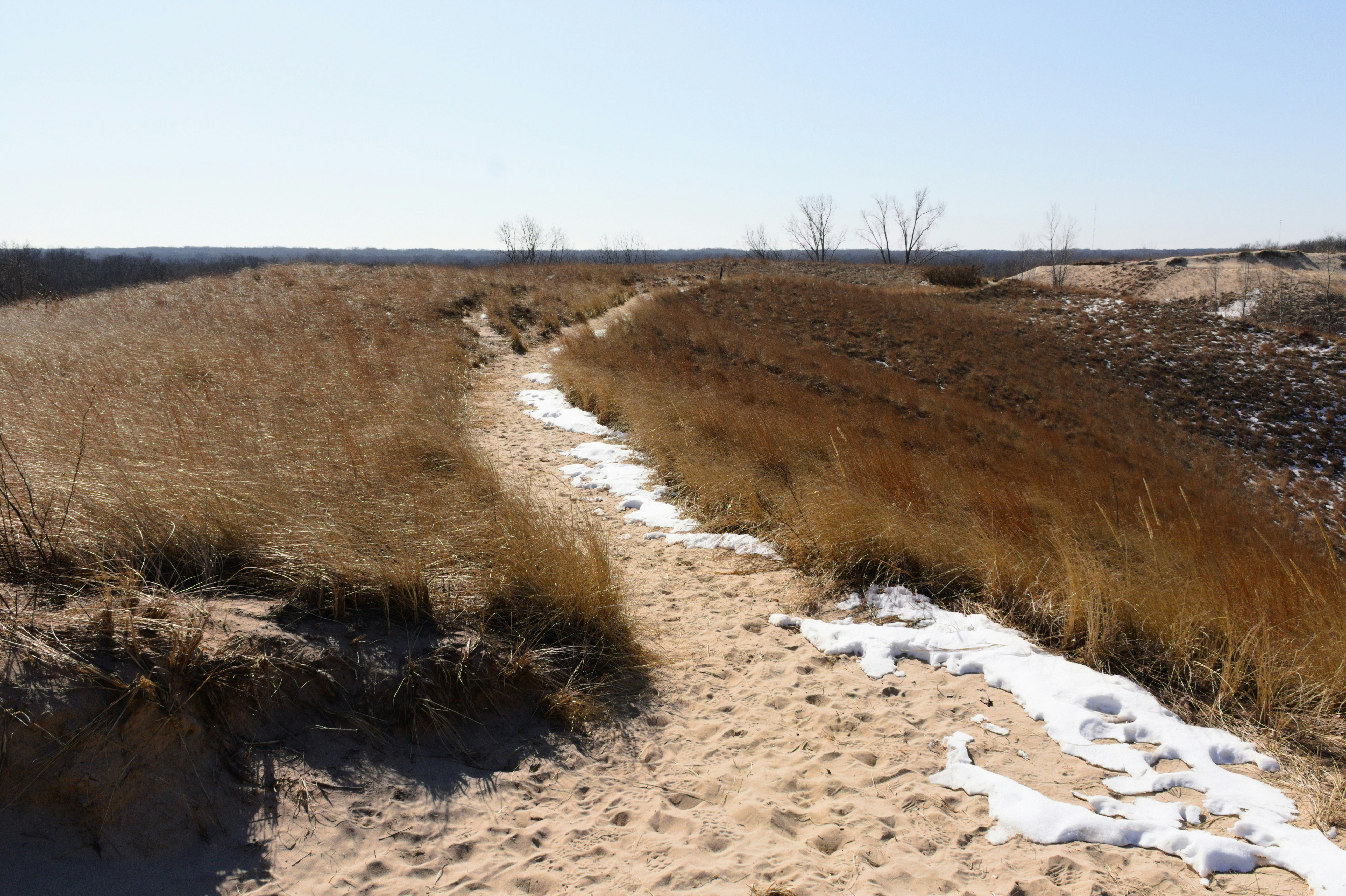 brown grass field during daytime, Trail in Indiana Dunes State Park