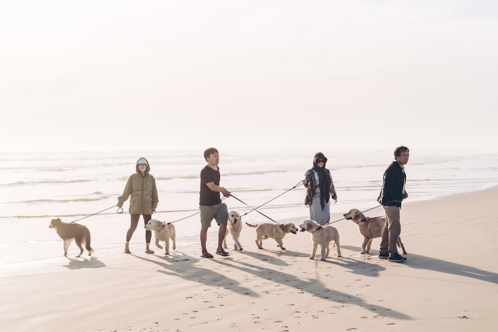 pessoas andando na praia com cães durante o dia