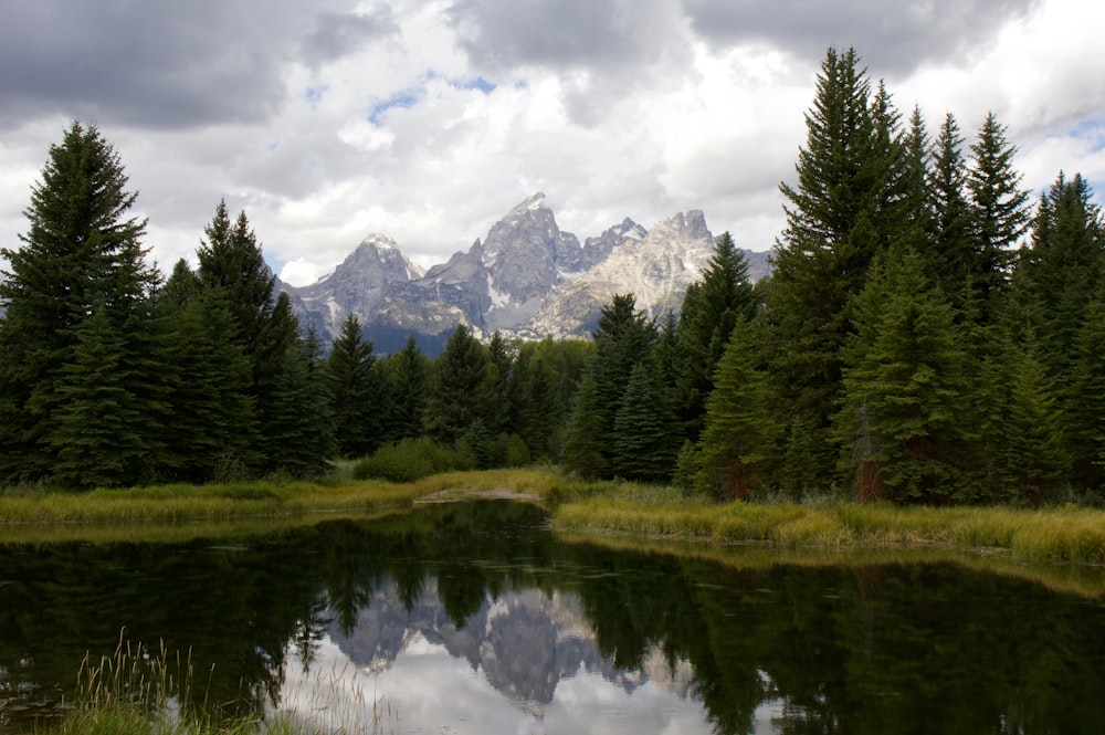 green pine trees near lake under white clouds and blue sky during daytime