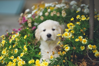 A fluffy Aussie puppy exploring a patch of colorful wildflowers.