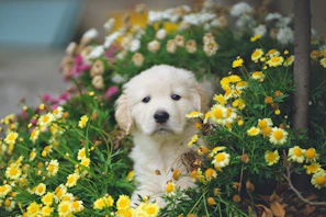 A playful Shih Tzu puppy enjoying a sunny garden with soft beige flowers.