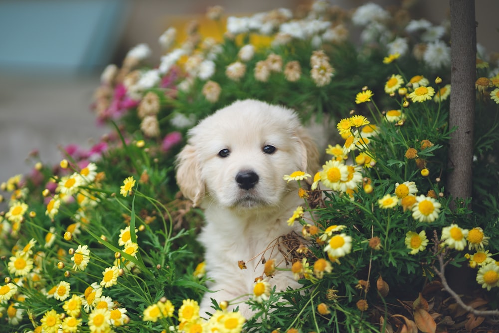 낮 동안 푸른 꽃밭에 흰색과 갈색 짧은 코팅 강아지