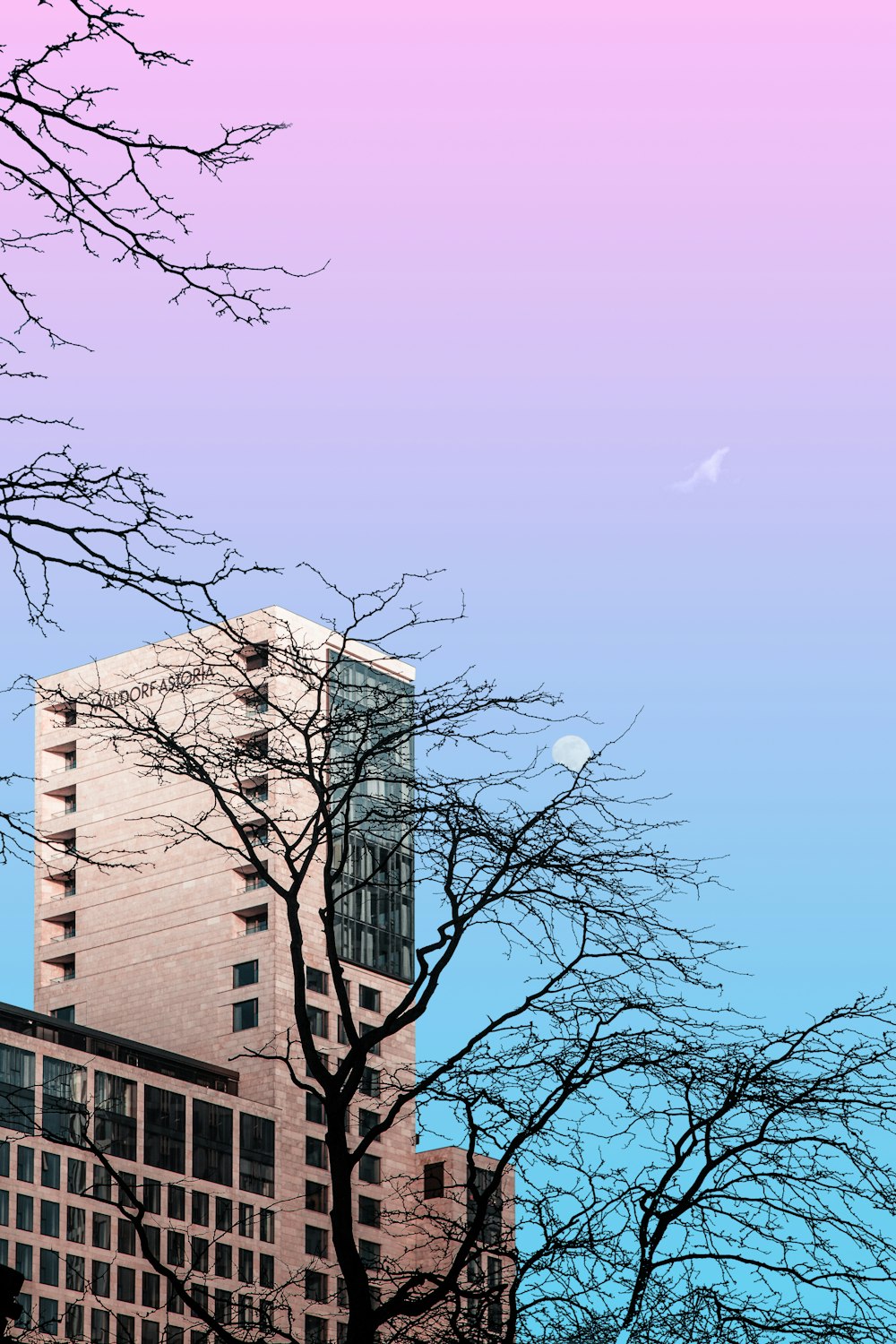 bare tree near brown concrete building during daytime