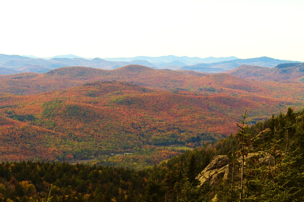 green and brown trees and mountains during daytime