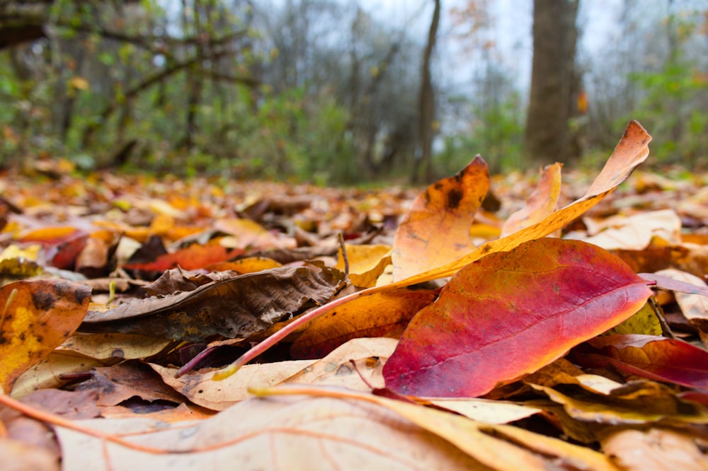 brown dried leaves on ground