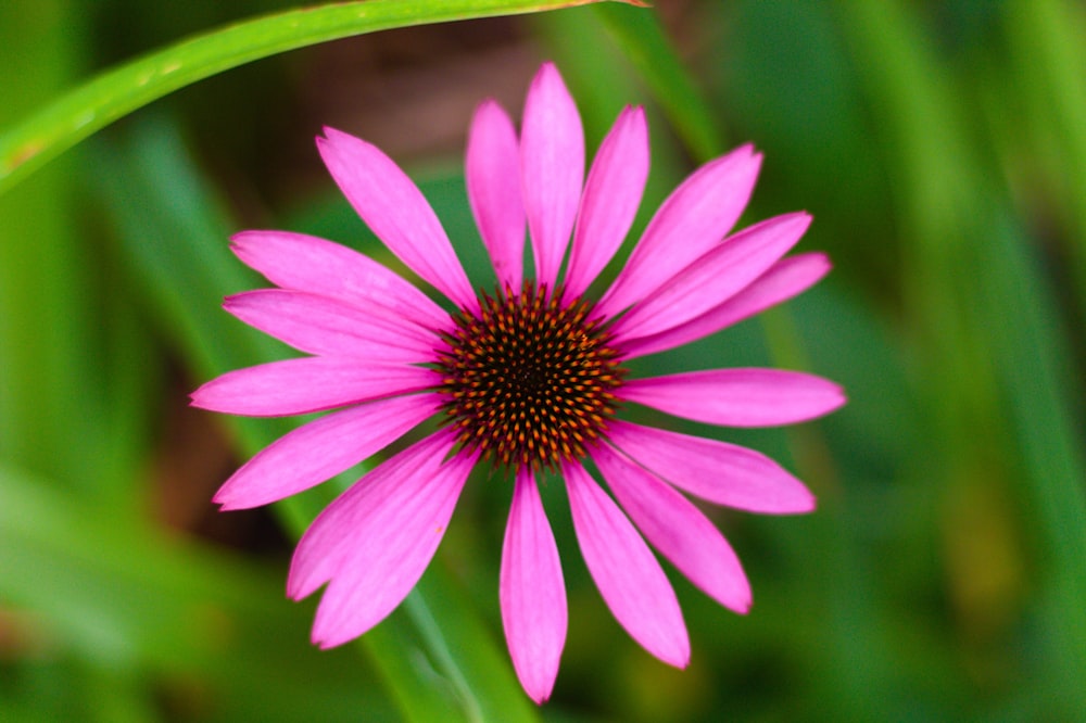 pink flower in macro shot