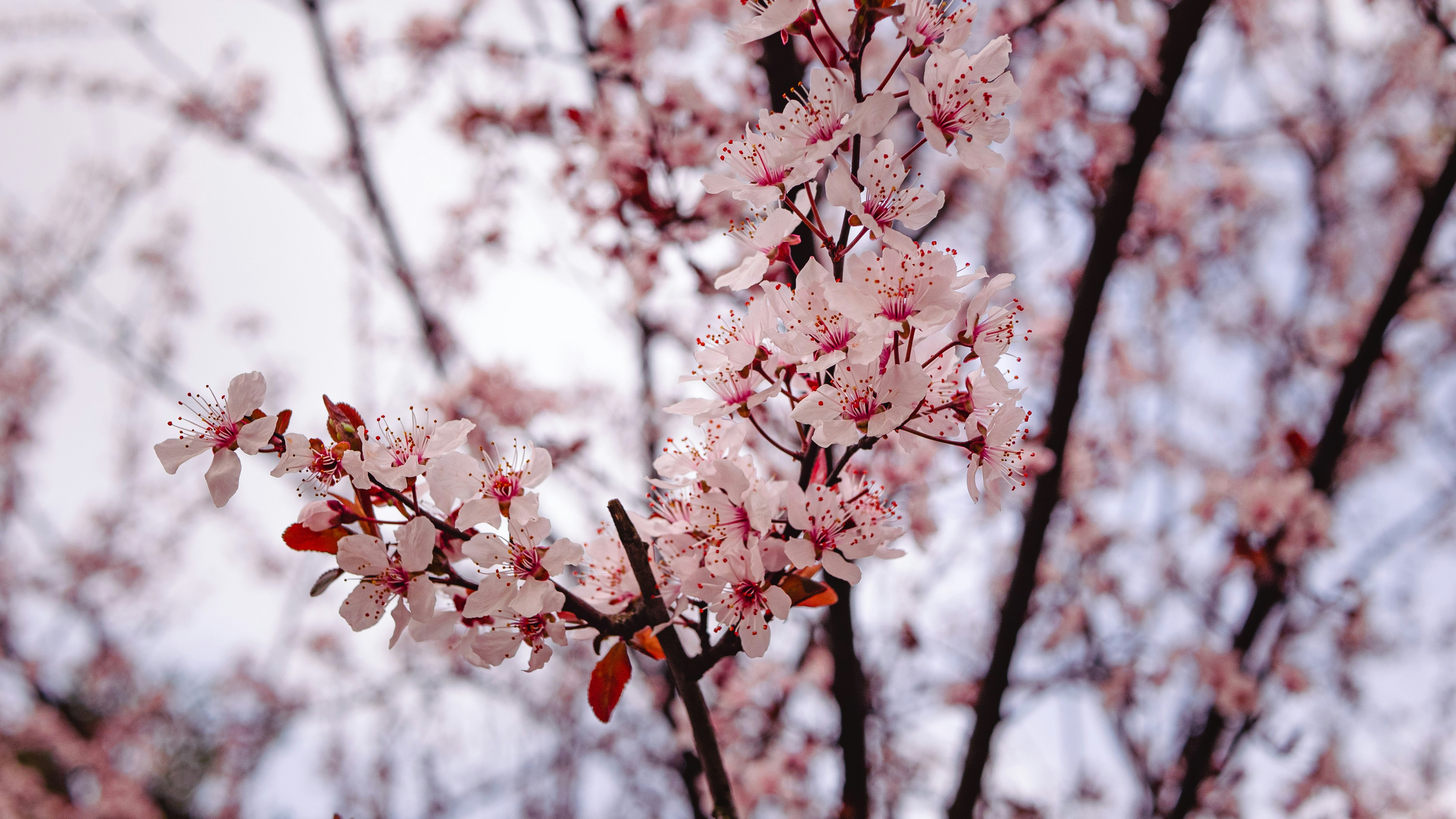 Photo by xiexianghua