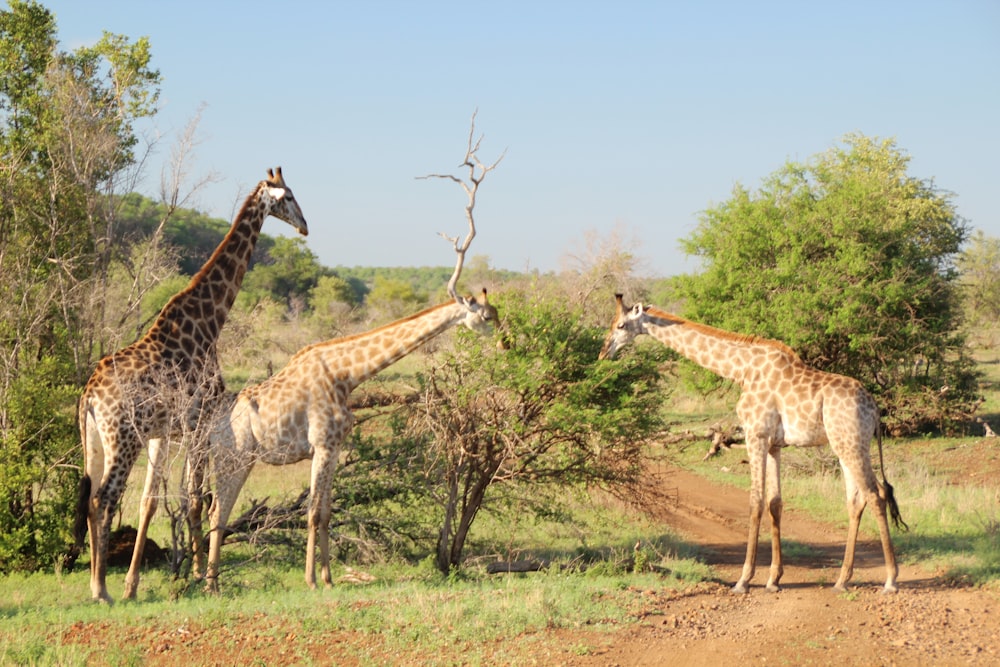 three giraffes standing on brown field during daytime