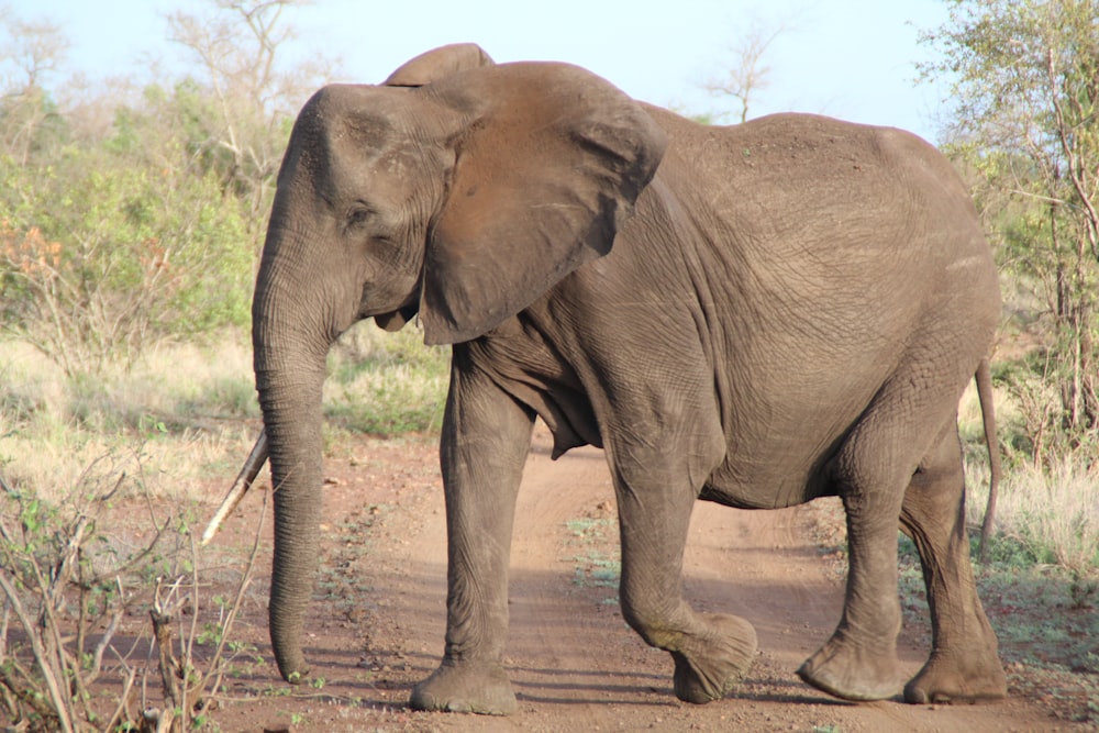 2 brown elephant walking on brown dirt road during daytime