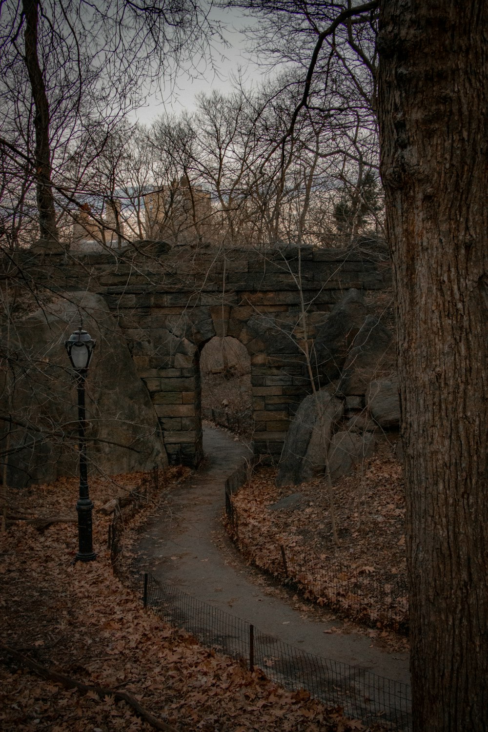 brown trees near brown rock formation during daytime