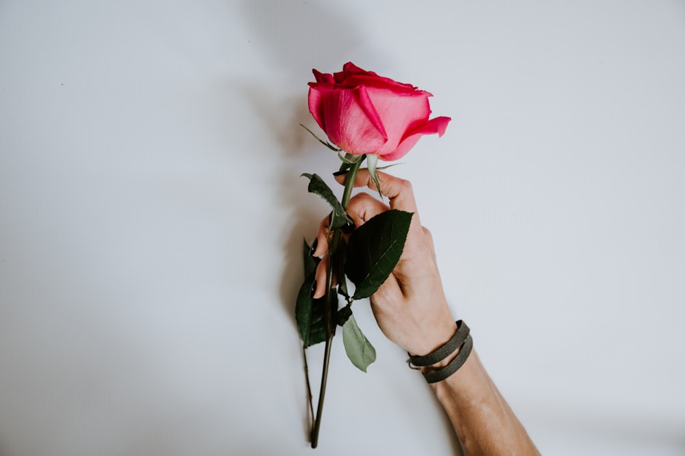 person holding red rose flower