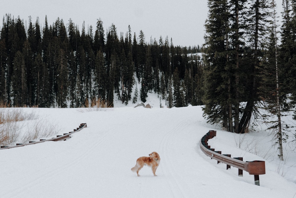 brown dog on snow covered ground