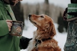 golden retriever with blue and white can on mouth