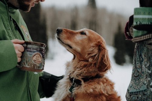 golden retriever with blue and white can on mouth