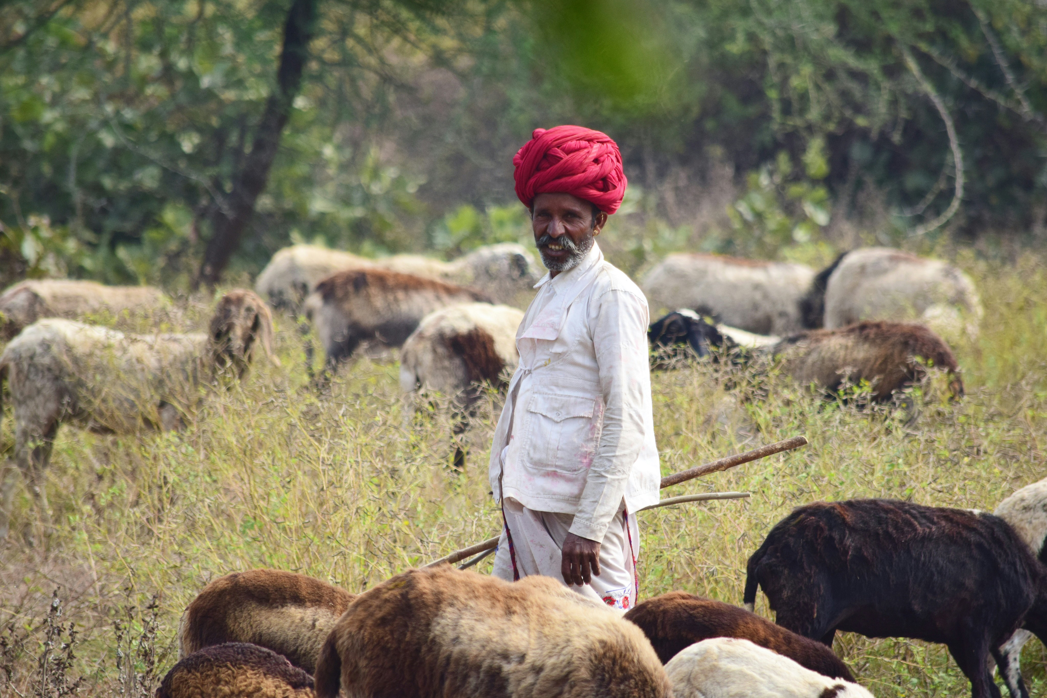 पुलिस और वन विभाग के अधिकारी छिंदवाड़ा के जंगल में एक खोदाई स्थल पर खड़े हैं, जहां एक बाघिन का शव बरामद किया गया है। पृष्ठभूमि में घना जंगल दिख रहा है।