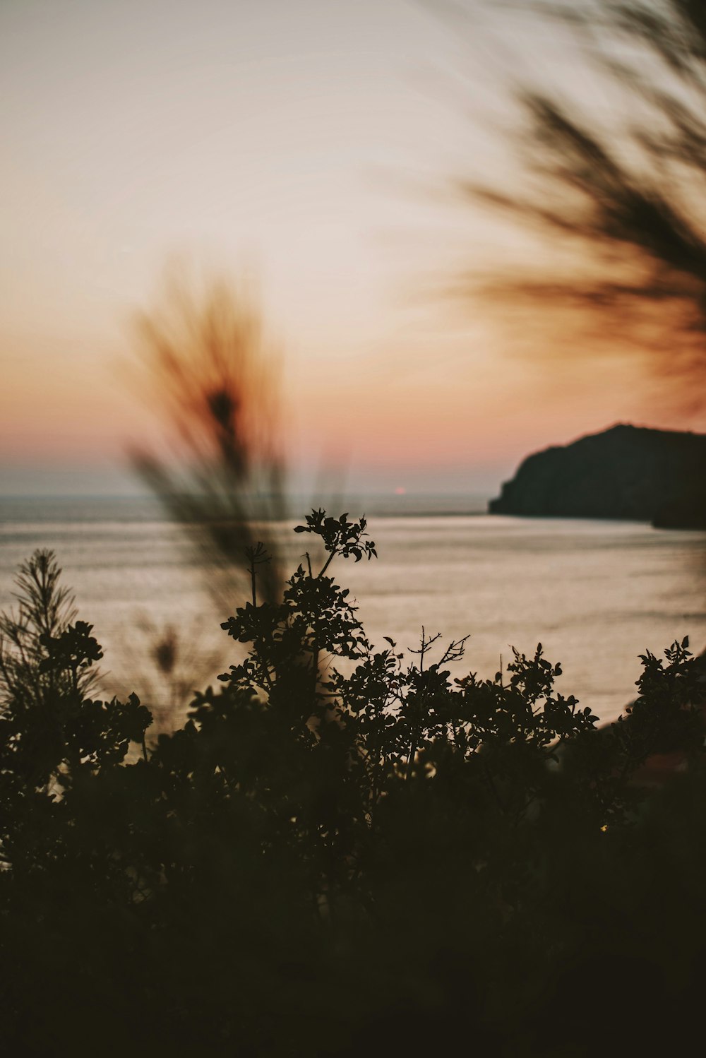 silhouette of trees near body of water during sunset