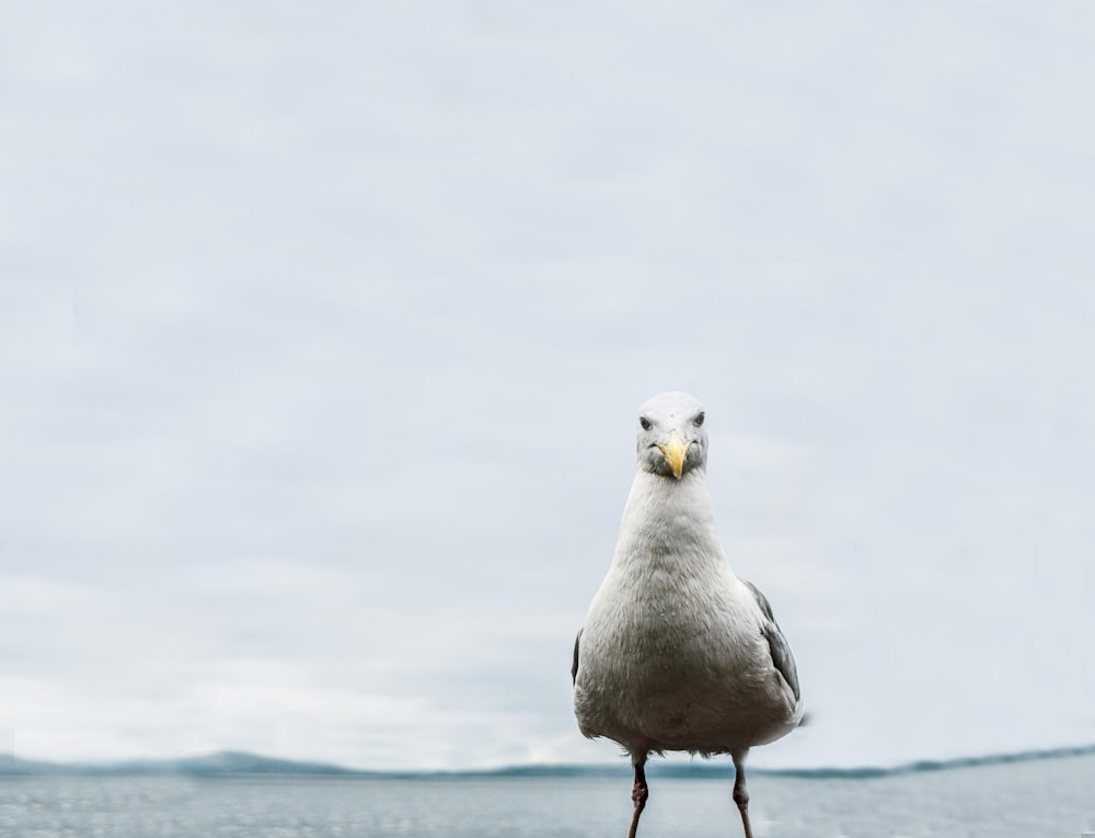 white bird on body of water during daytime