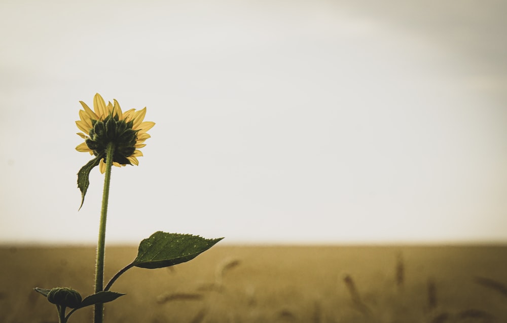 yellow flower in green grass field