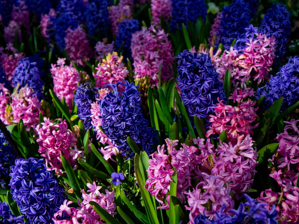 Campo de flores rosas y moradas