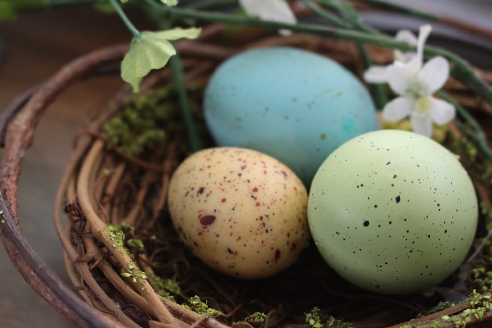 blue egg on brown nest