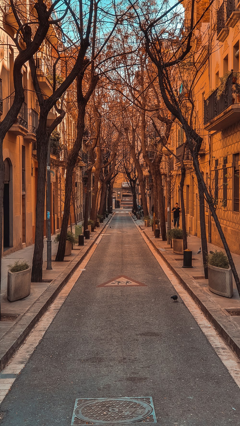 brown trees on sidewalk during daytime