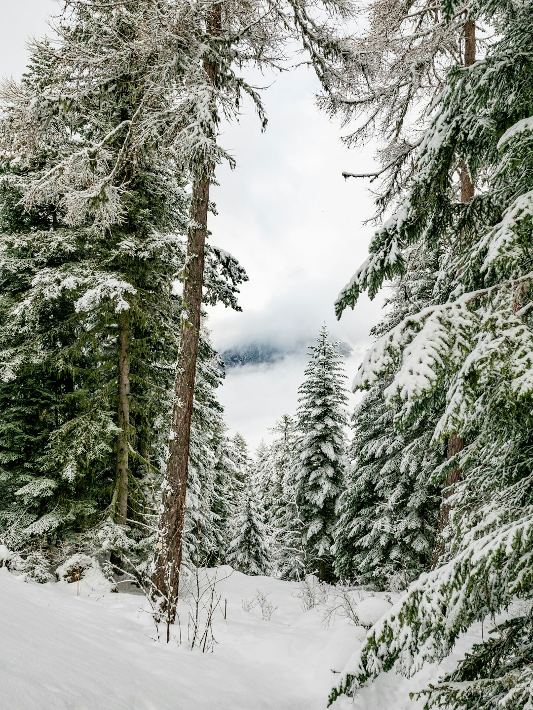 Forest photo spot Albanne Allevard