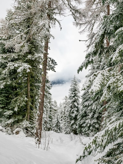 snow covered trees during daytime