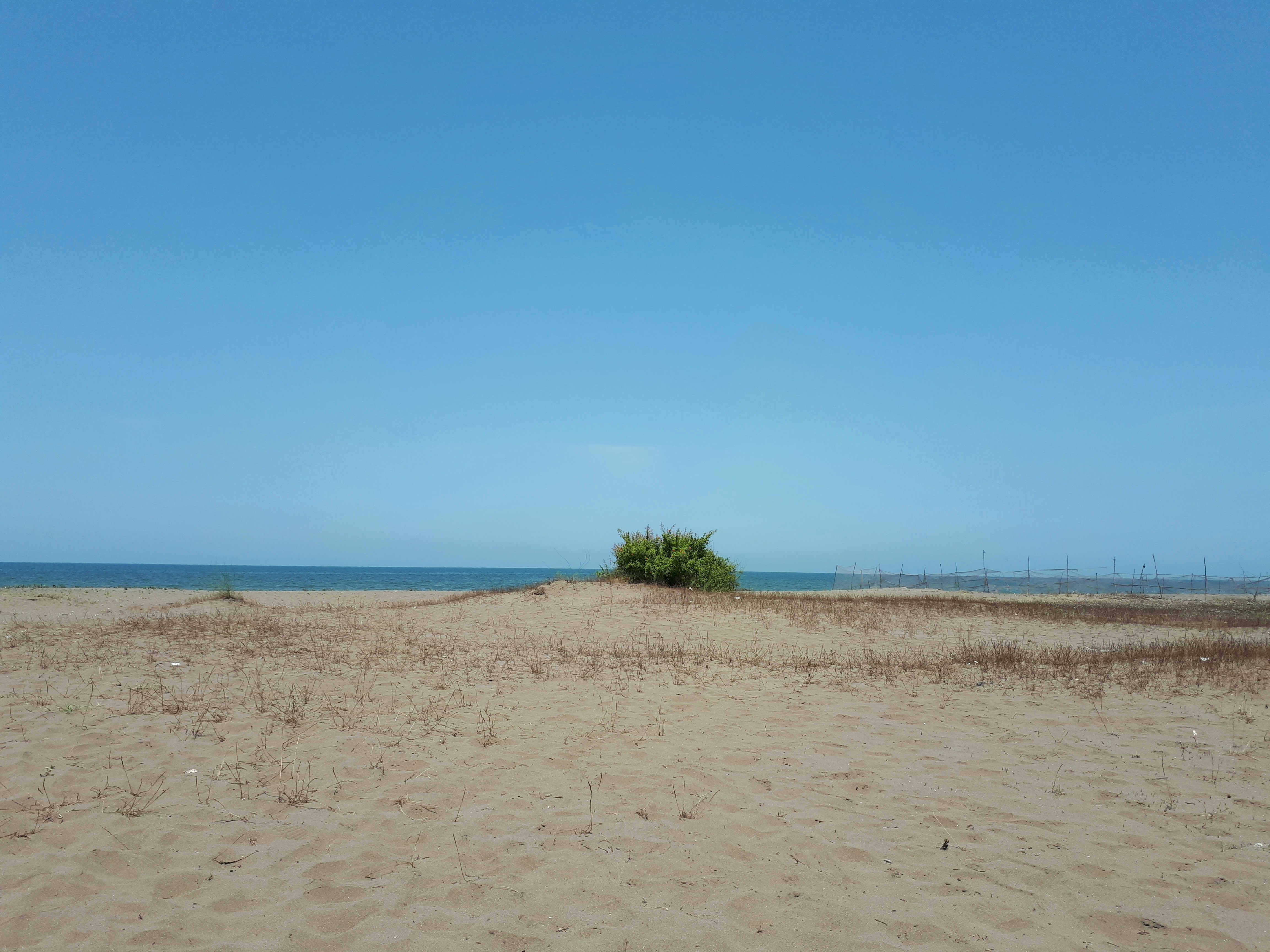 green trees on brown sand near sea during daytime