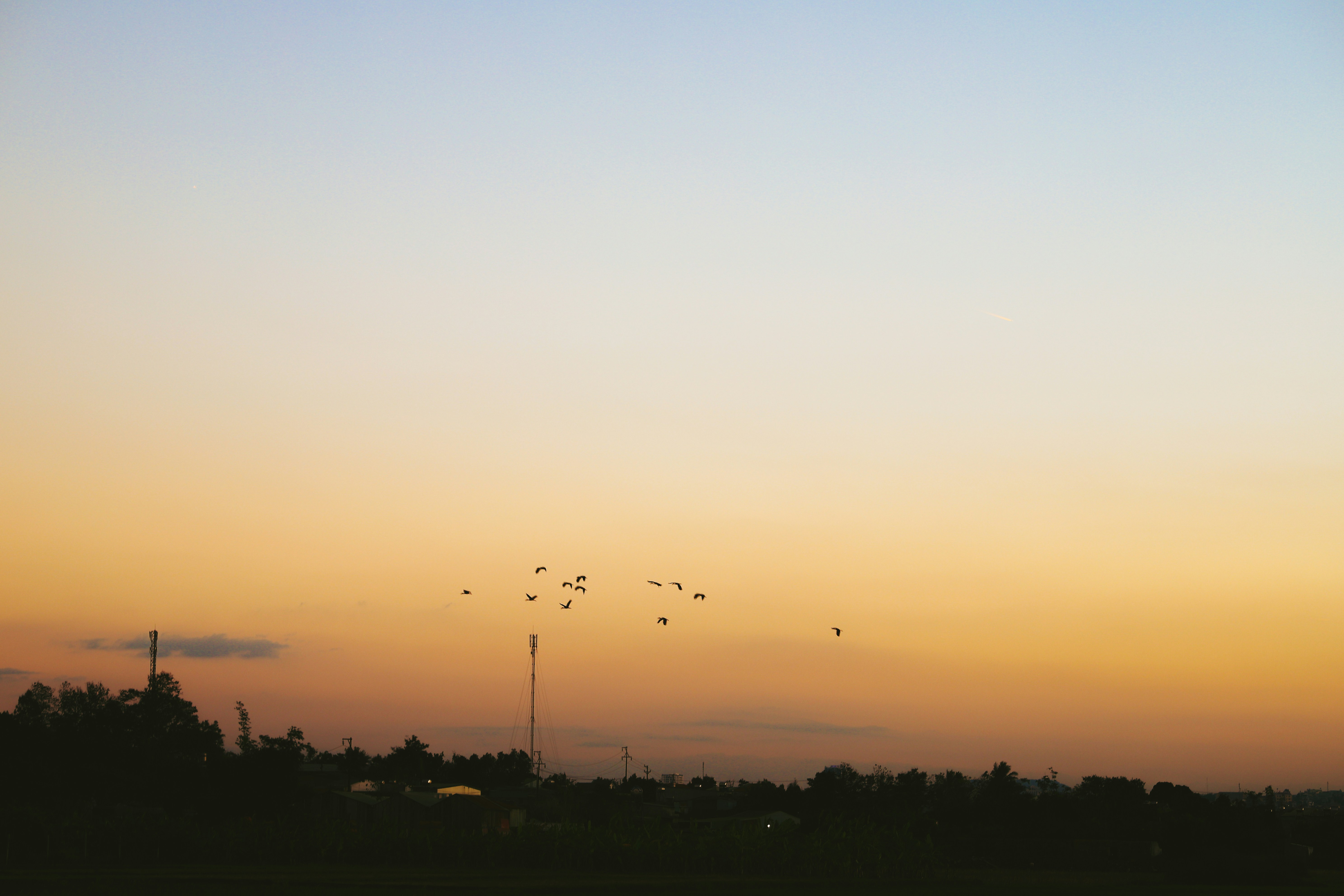 silhouette of trees during sunset