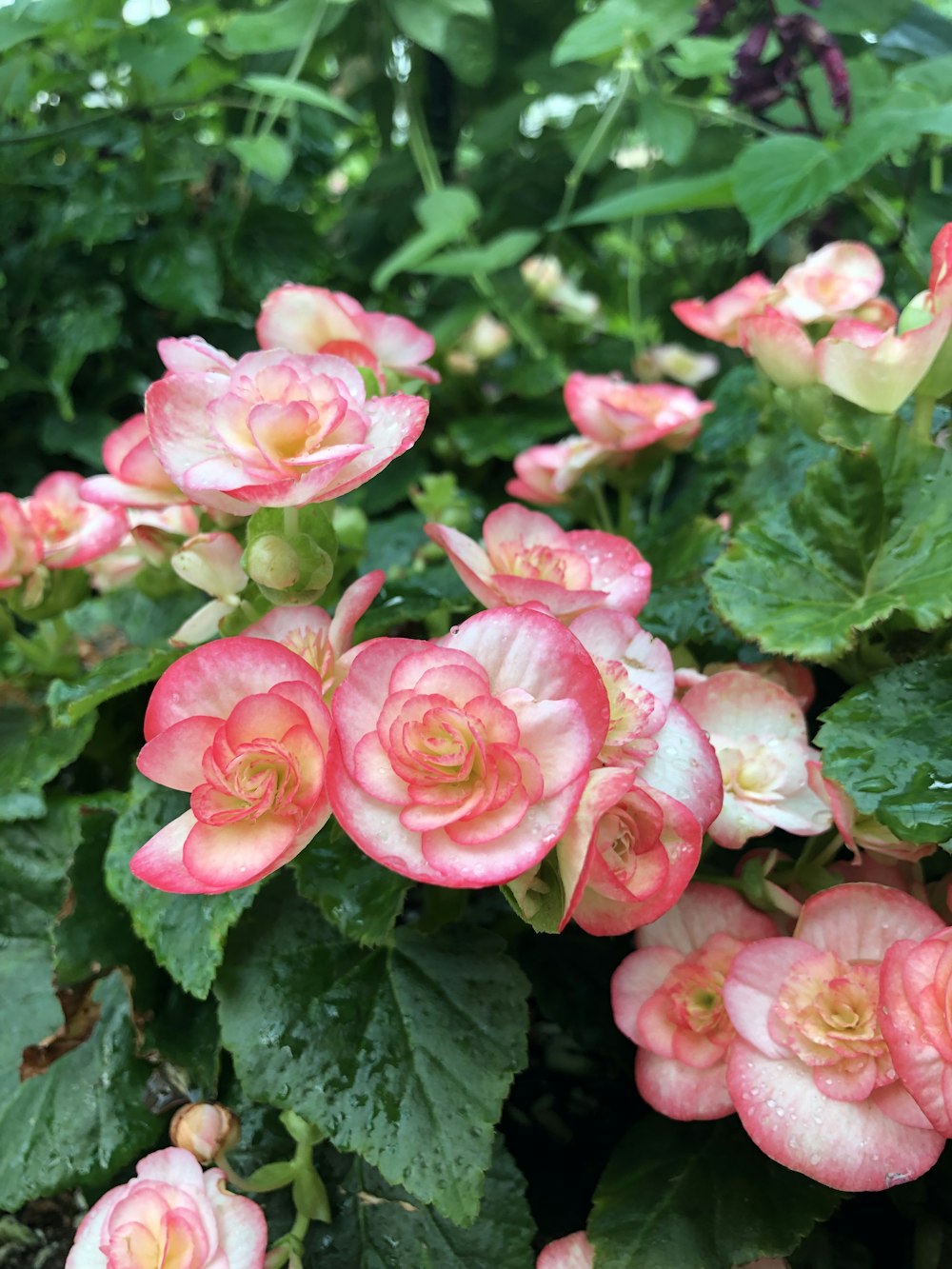 pink roses in bloom during daytime