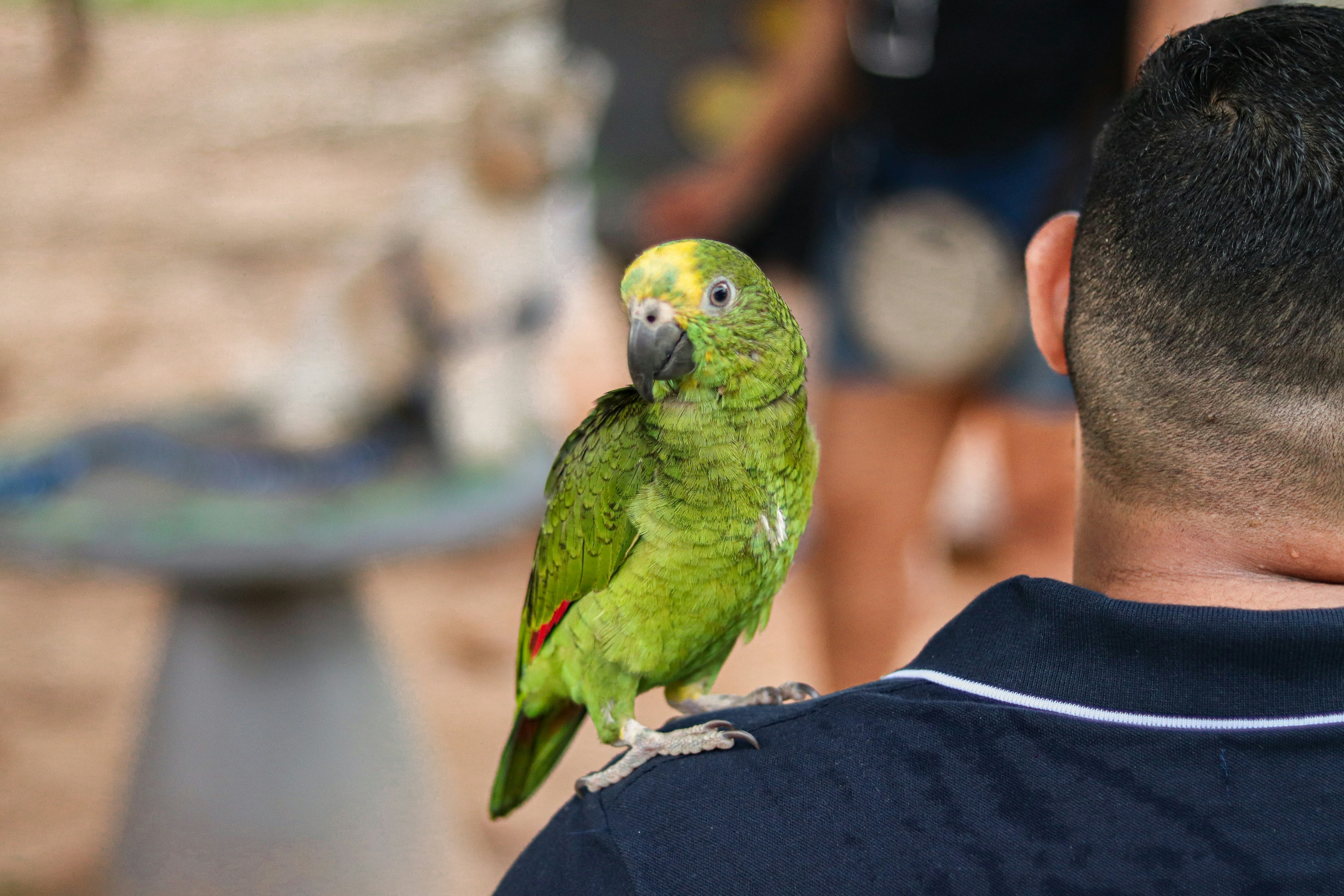 Parrot interacting with training target stick