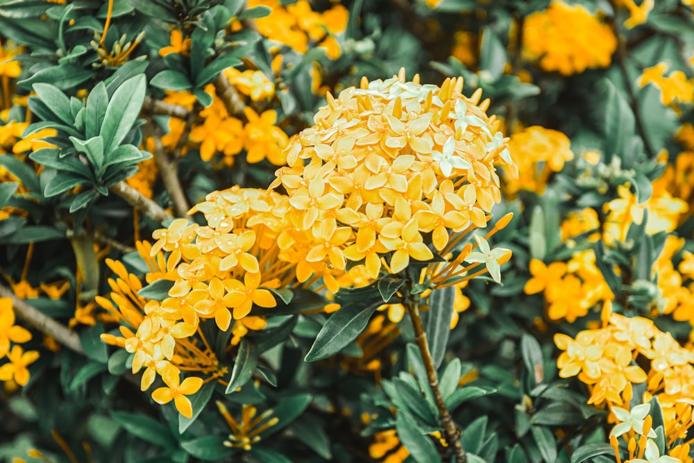 yellow flowers with green leaves