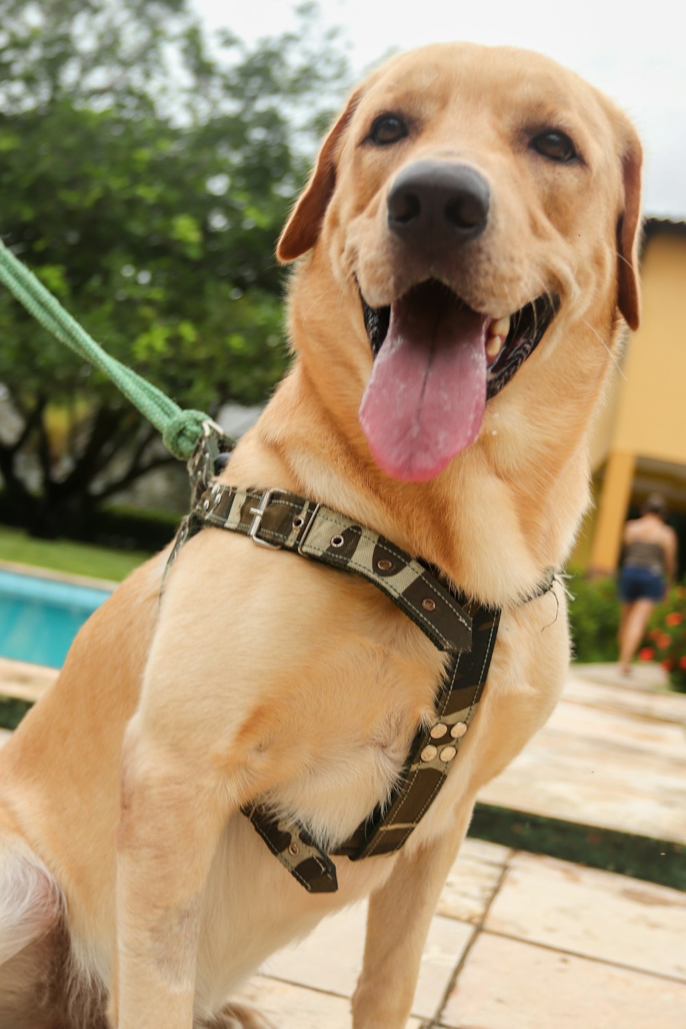 brown short coated dog with green and black dog leash