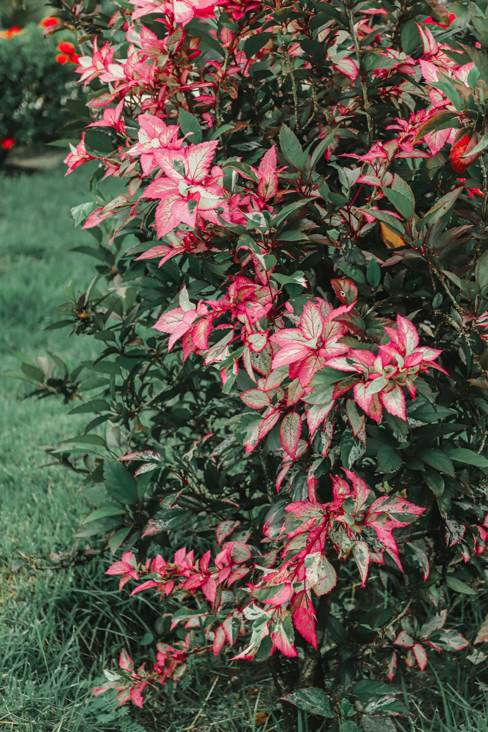 red flowers with green leaves