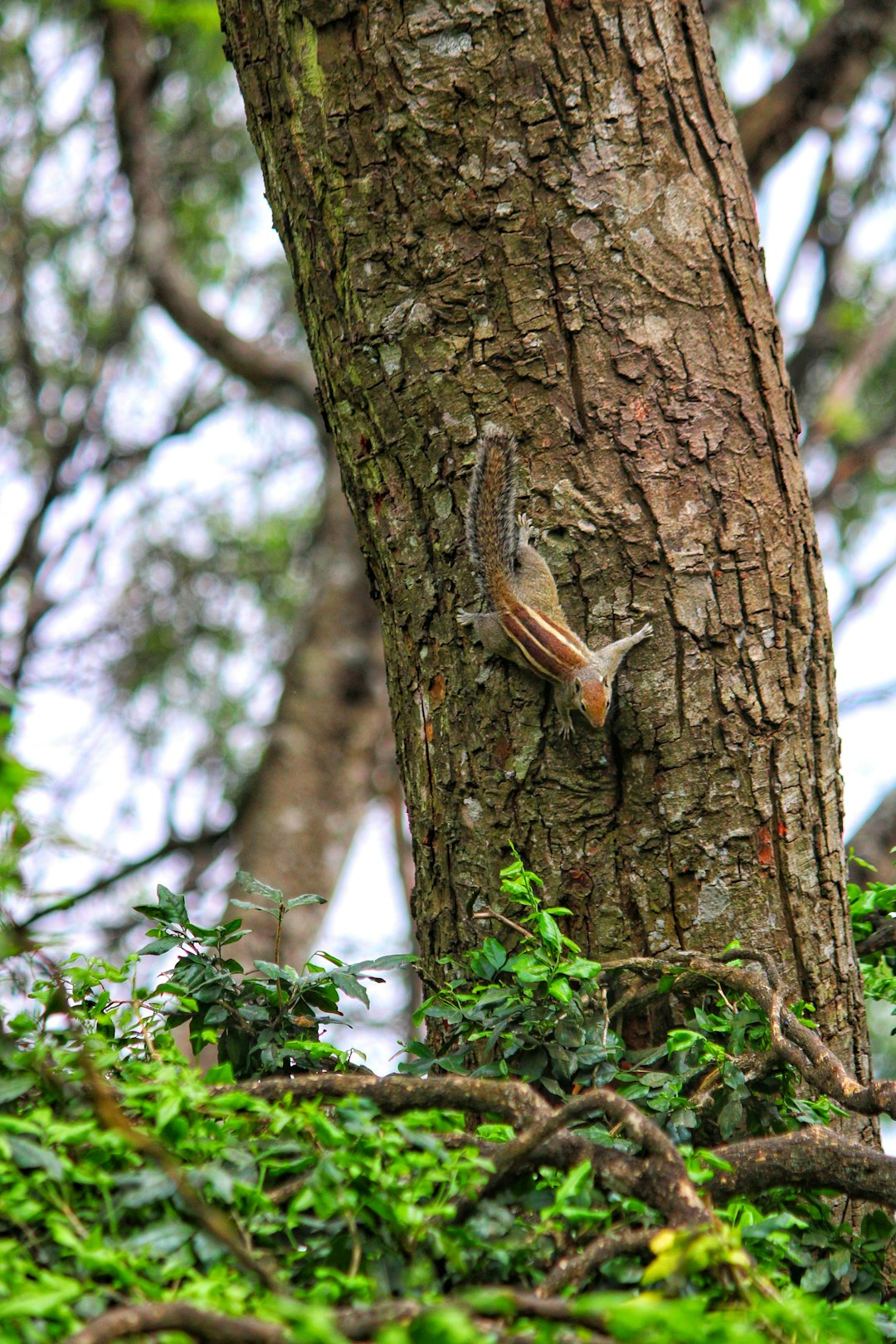 Nature reserve photo spot Nandi Hills Gudibande Fort