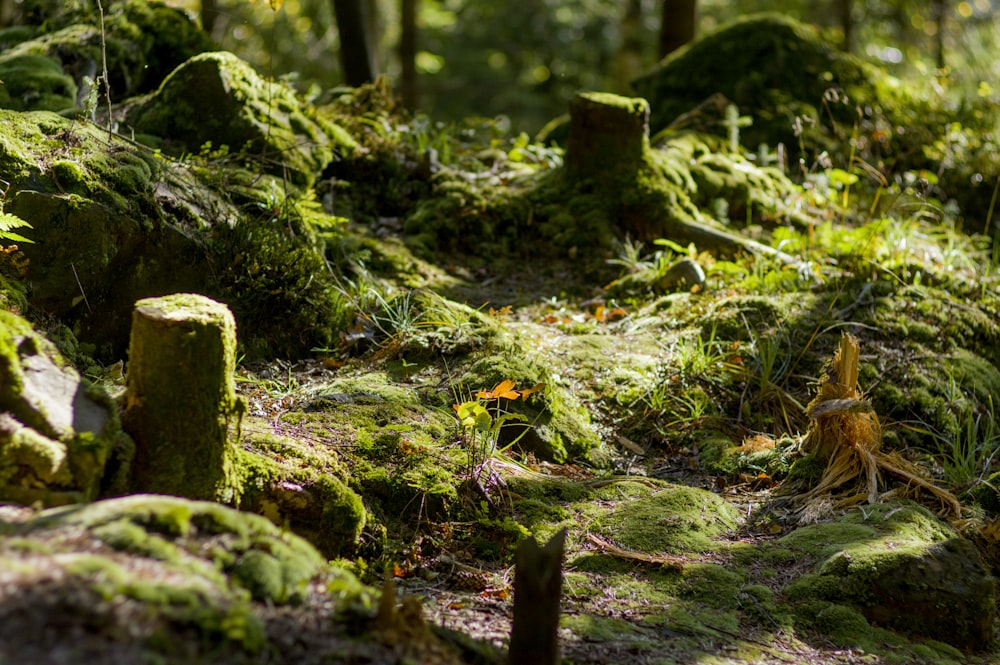 green moss on brown tree trunk