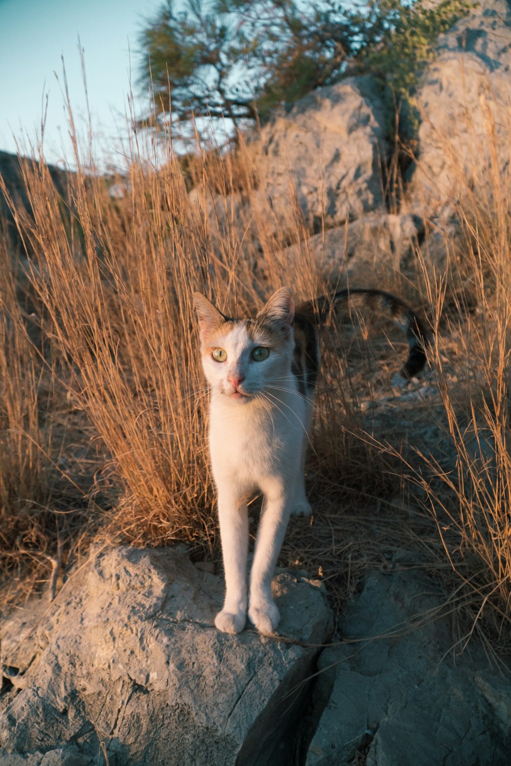 white and brown cat on brown grass field during daytime