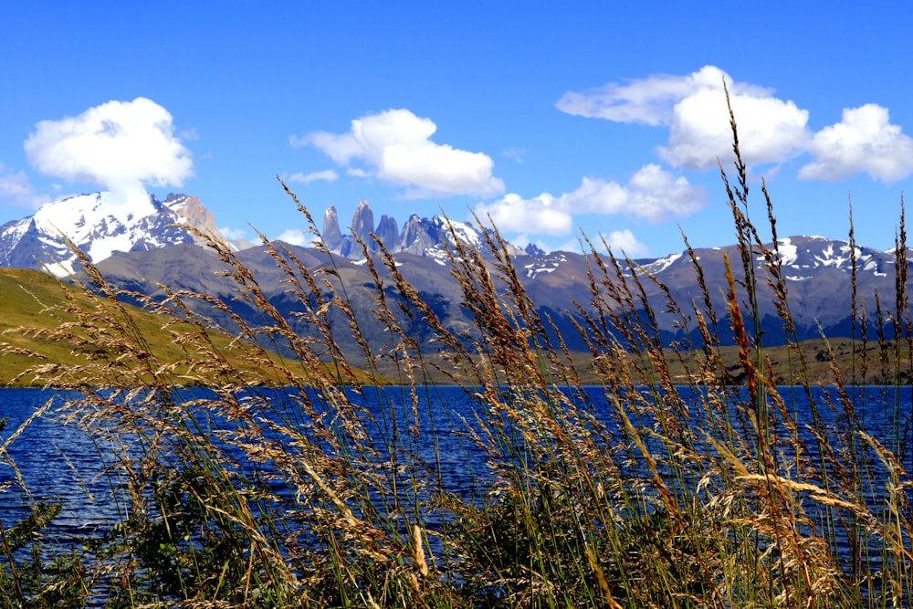 brown grass on lake near snow covered mountains under blue sky during daytime