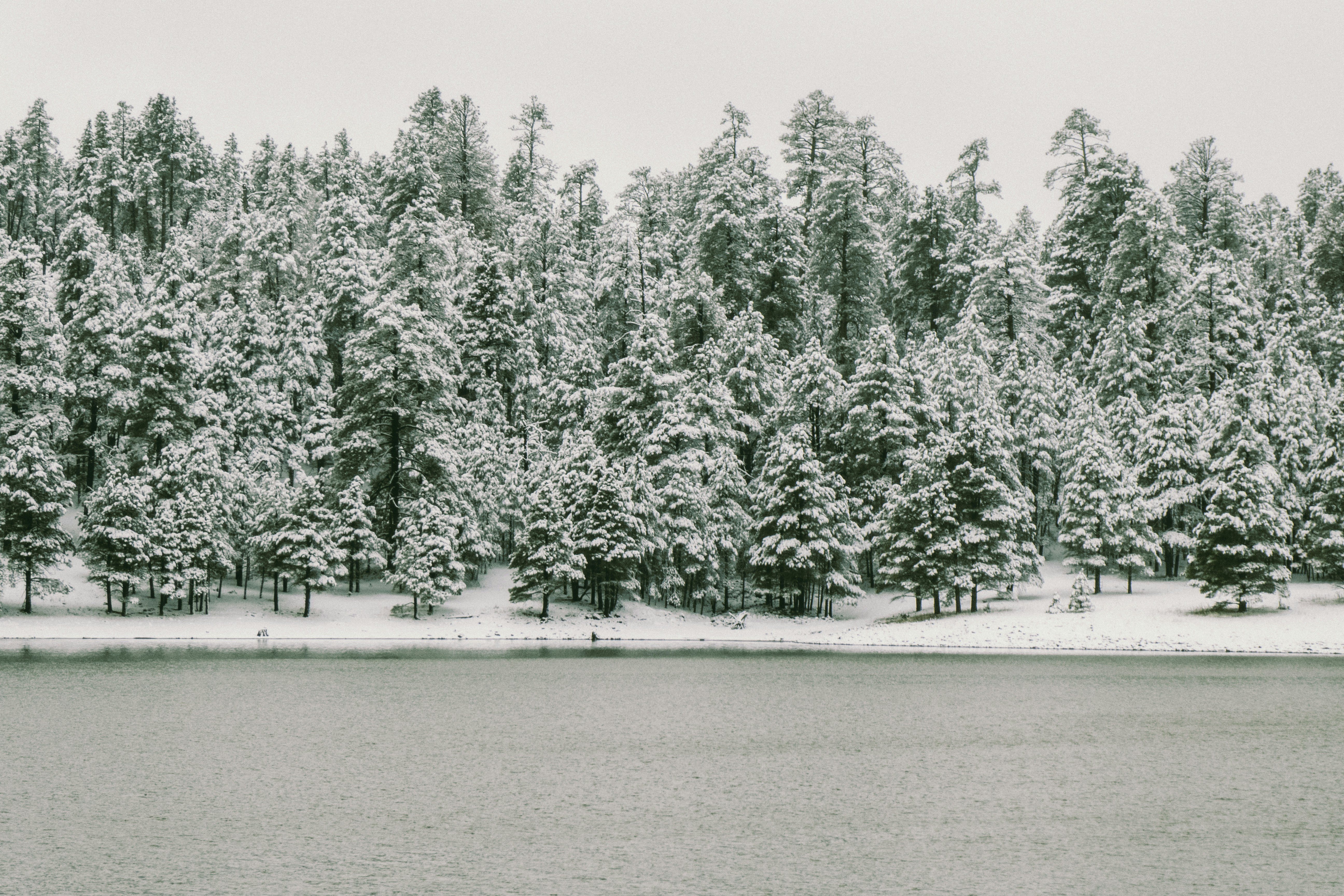 Green pine trees covered with snow photo – Free Snow Image on Unsplash