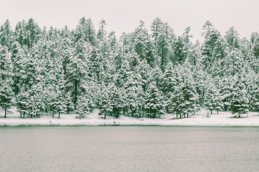 green pine trees covered with snow