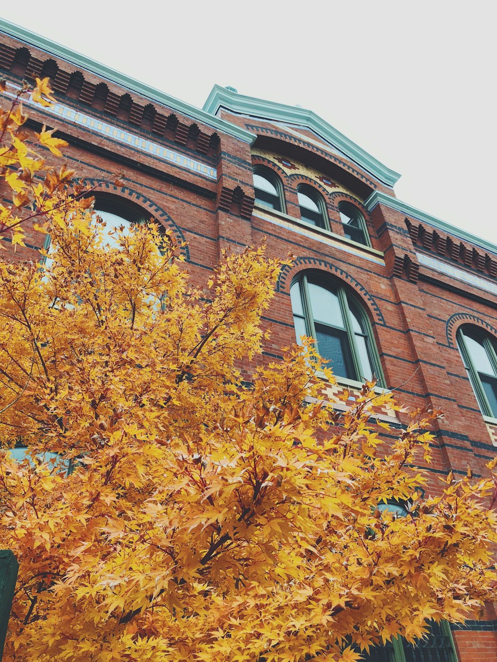 brown tree near brown concrete building