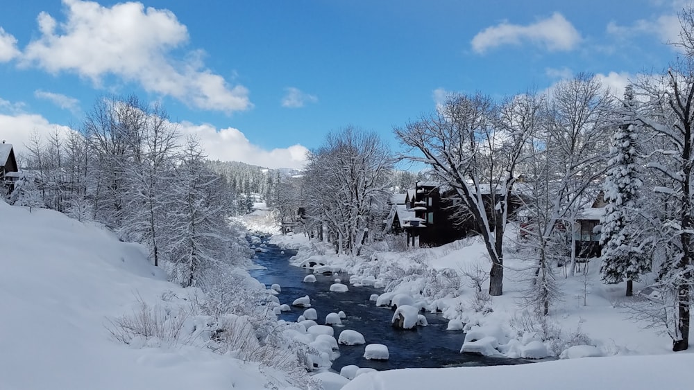 bare trees covered by snow during daytime