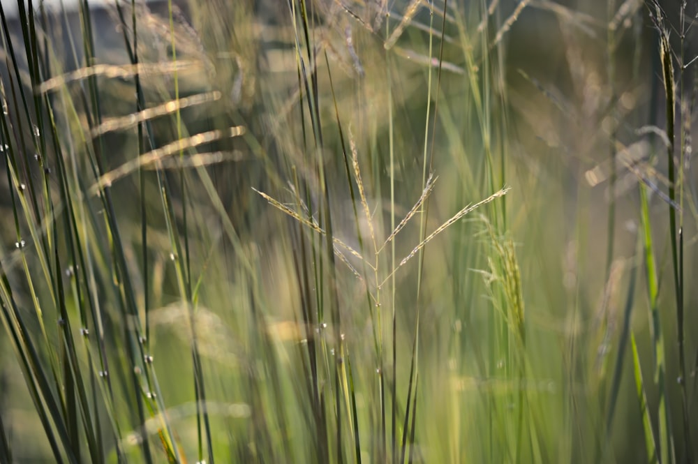 green grass field during daytime