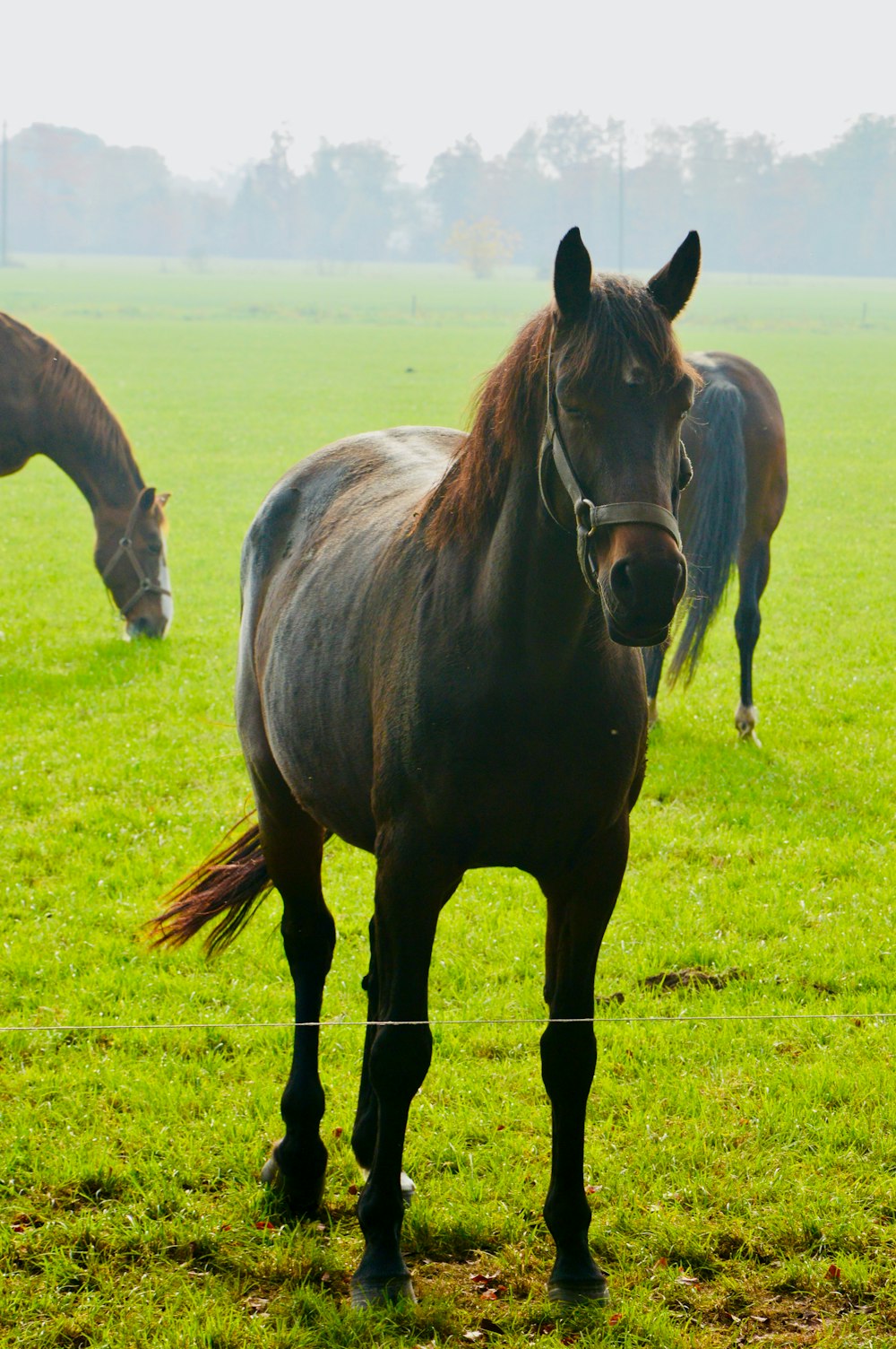 brown horse on green grass field during daytime