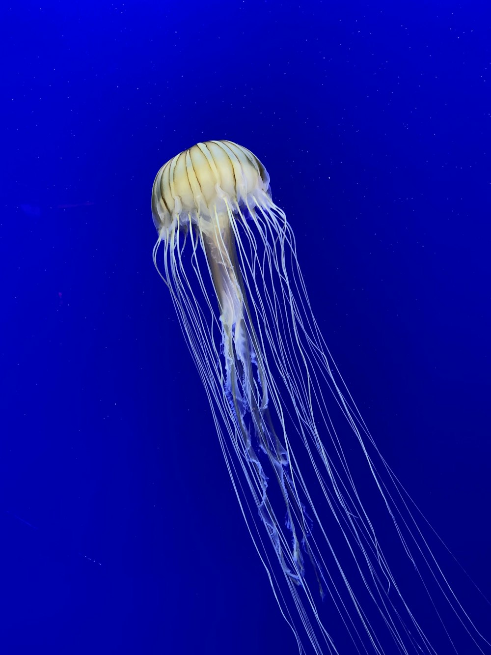 white and brown jellyfish in blue water