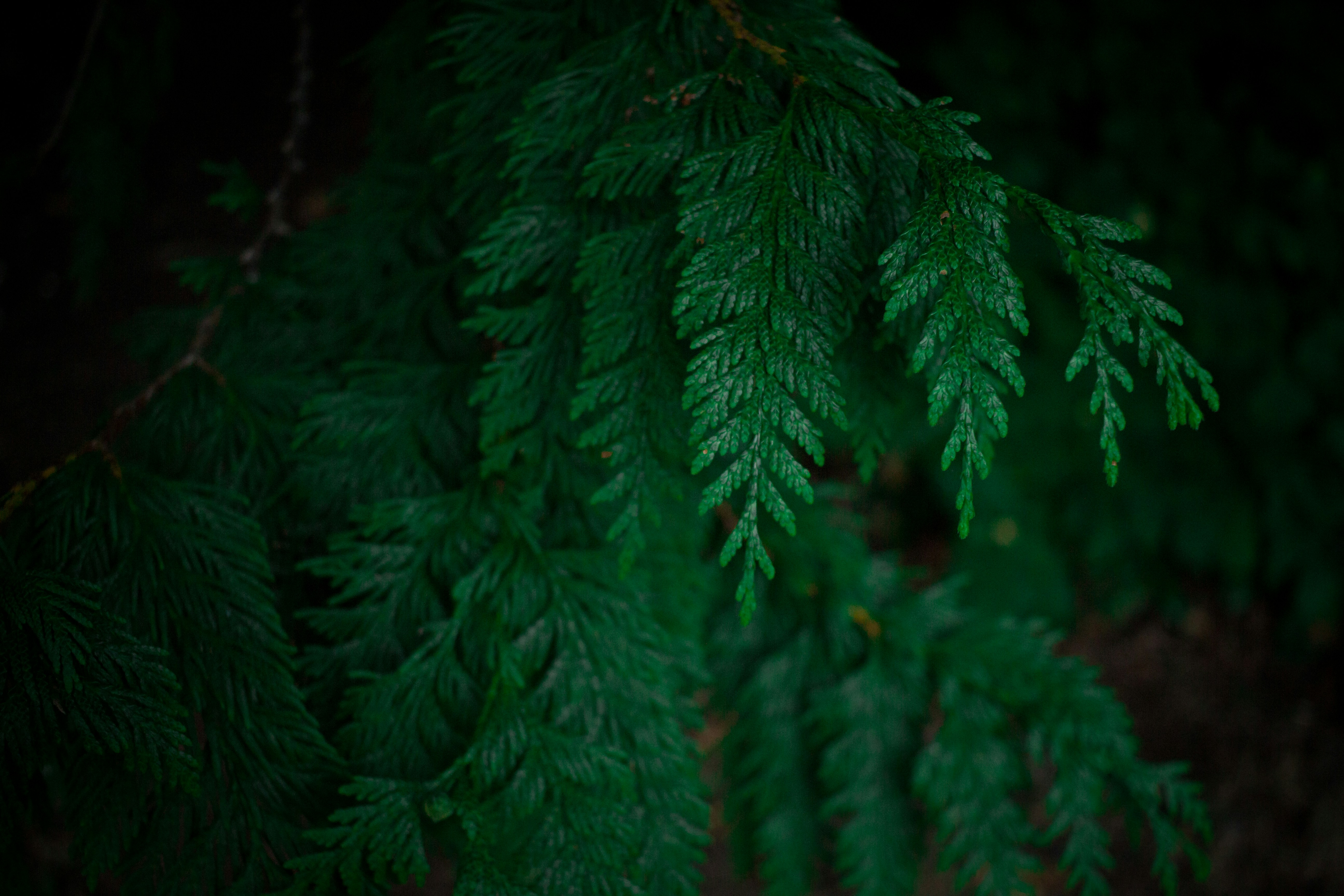 Photo by elijahdhiett