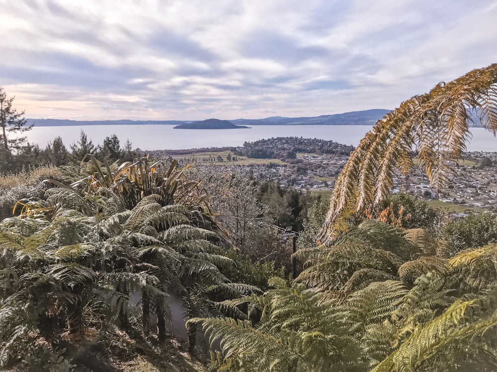 grüne und braune Bäume unter weißen Wolken und blauem Himmel tagsüber