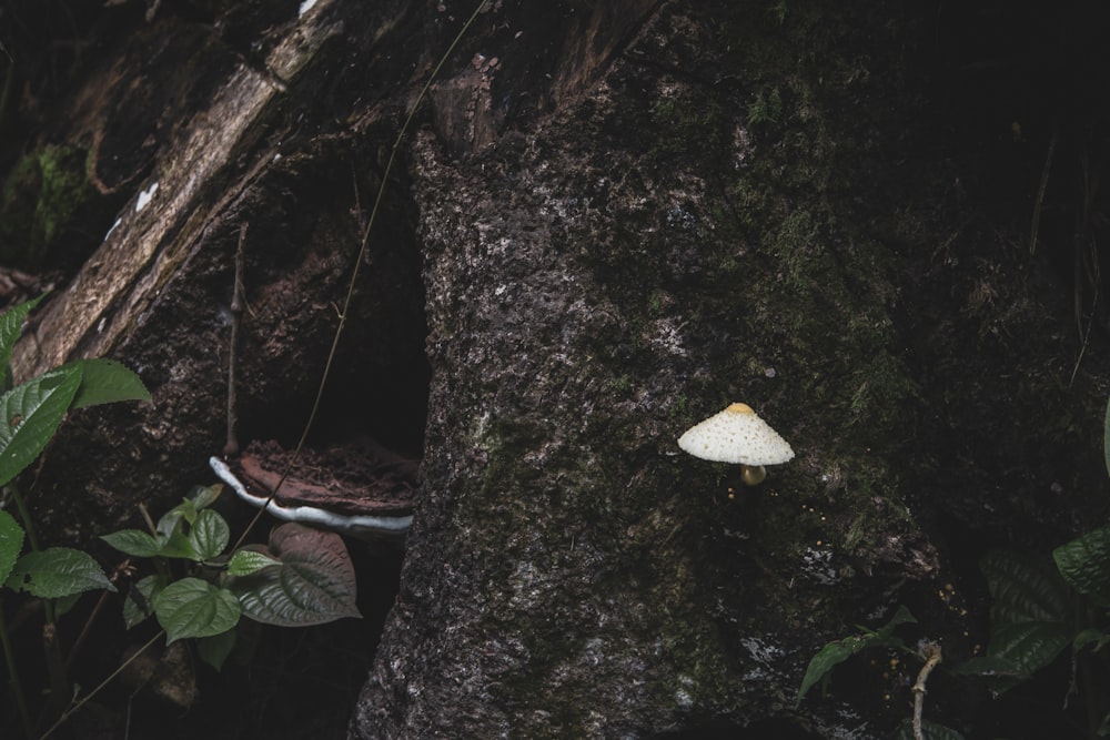 champignon blanc sur tronc d’arbre